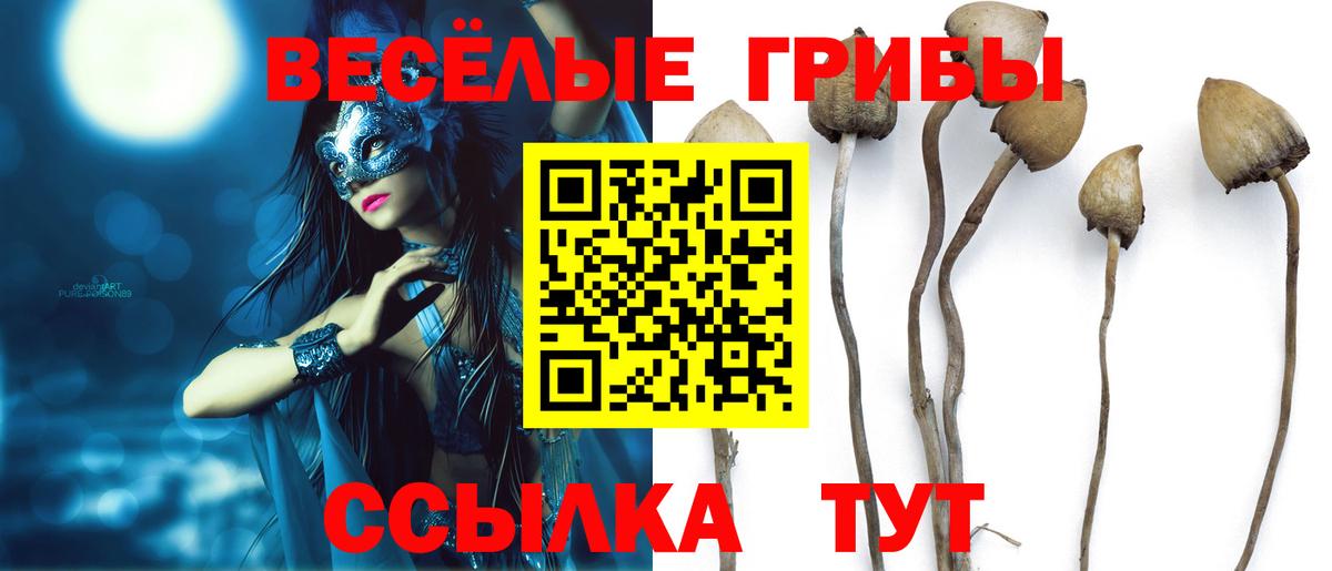 Псилоцибиновые грибы Psilocybe Каменск-Уральский